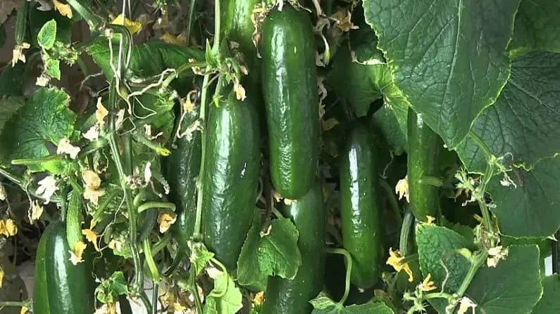 Cucumber farming profit 2026