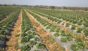 Farmer success story