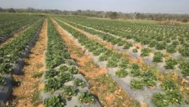 Farmer success story