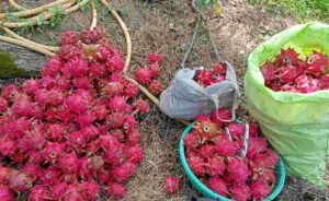 Farming success story