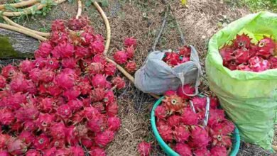 Farming success story