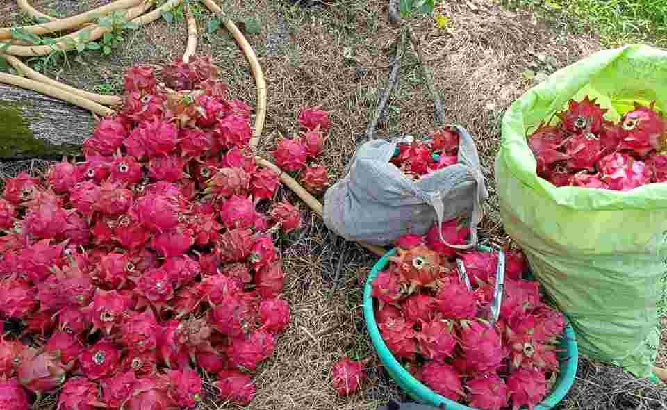 Farming success story