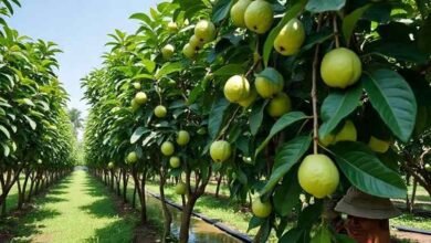 Guava cultivation