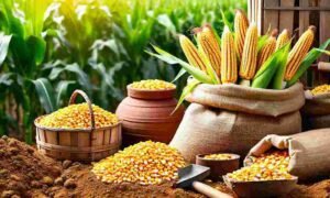 Karnataka maize market intervention scheme 2026