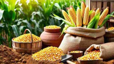 Karnataka maize market intervention scheme 2026