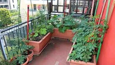 Kitchen garden tips
