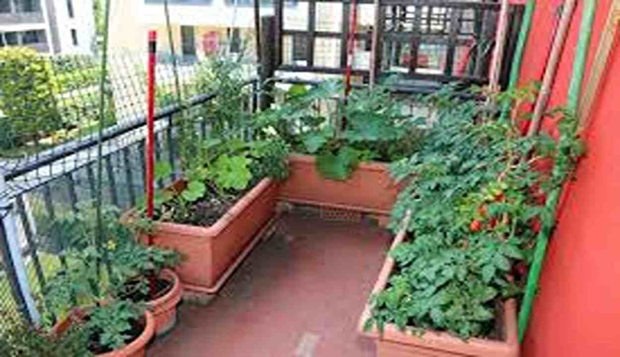 Kitchen garden tips