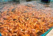 Modern fish farming