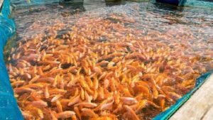 Modern fish farming