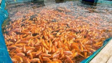 Modern fish farming