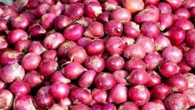 Onion farming