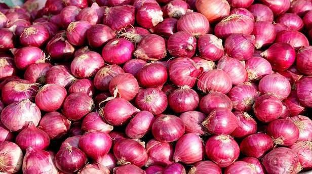 Onion farming