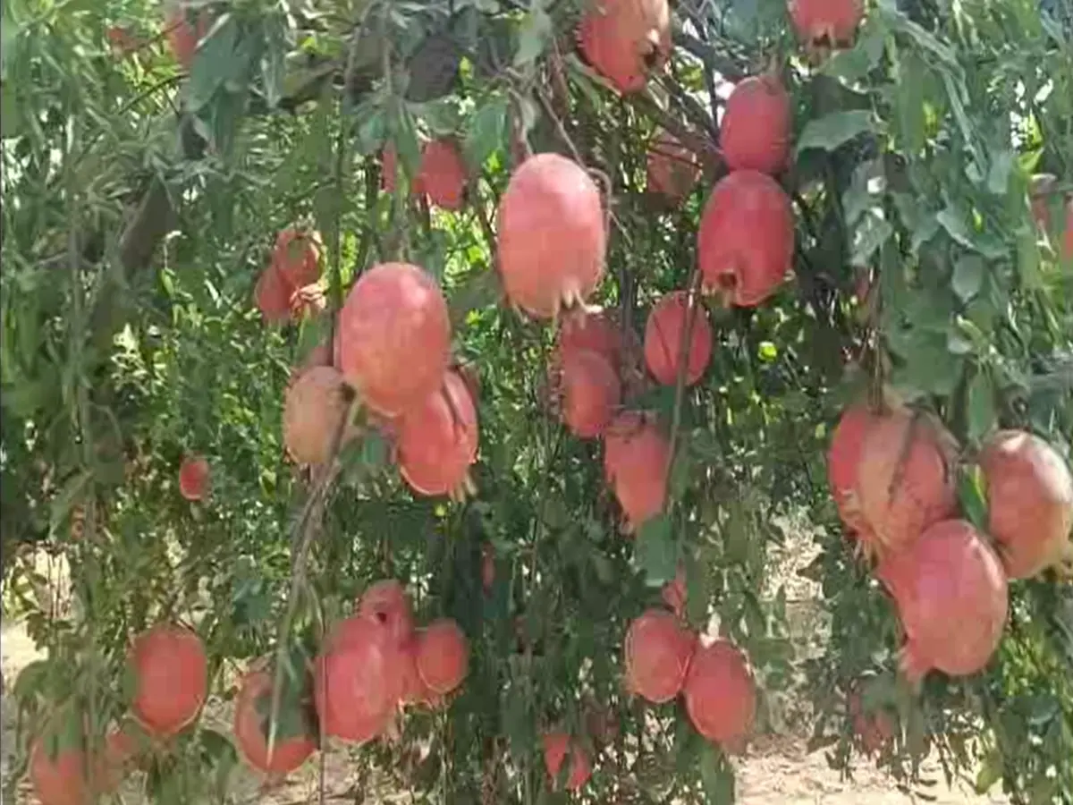 Pomegranate farming