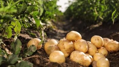 Potato cultivation