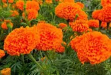 Shivpuri farmer success story