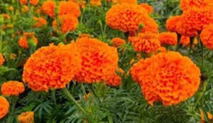 Shivpuri farmer success story