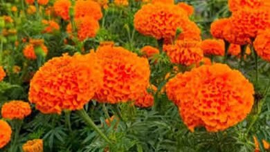 Shivpuri farmer success story