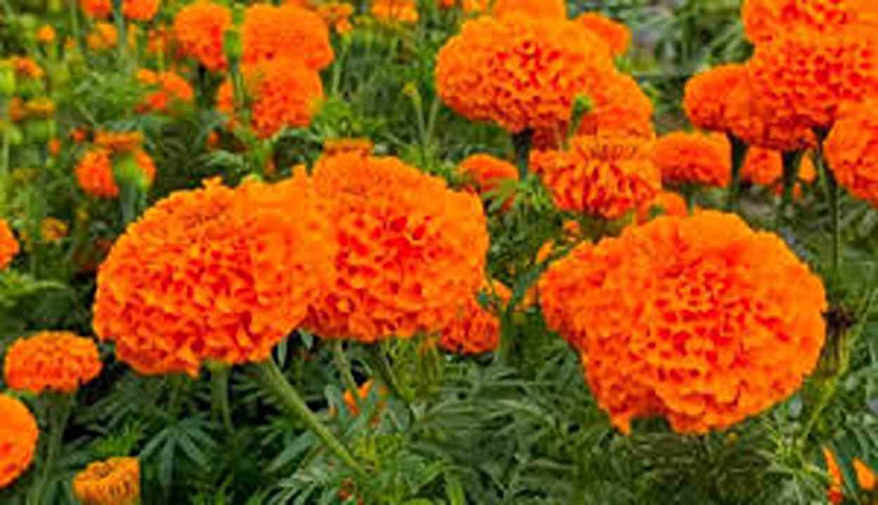 Shivpuri farmer success story