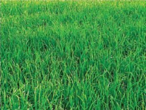 Success story of pilot turned farmer