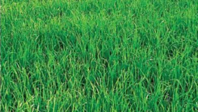 Success story of pilot turned farmer