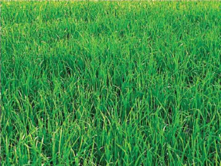 Success story of pilot turned farmer