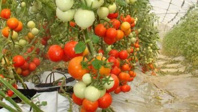 Tomato farming