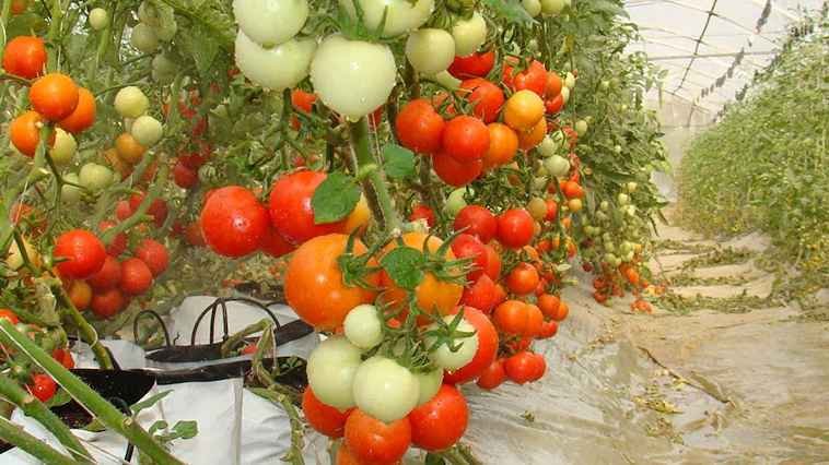Tomato farming