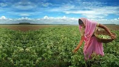 Women farmer's success story