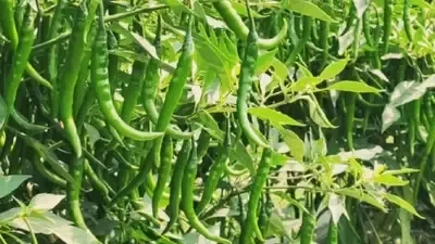 Bharatpur - chili - farming: भरतपुर - में - मिर्च - की - खेती - से