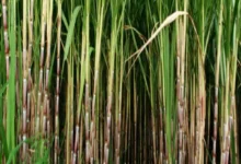 Agriculture news: वैज्ञानिक पद्धति से गन्ने की उन्नत खेती, बुवाई से लेकर कटाई तक का संपूर्ण मार्गदर्शिका