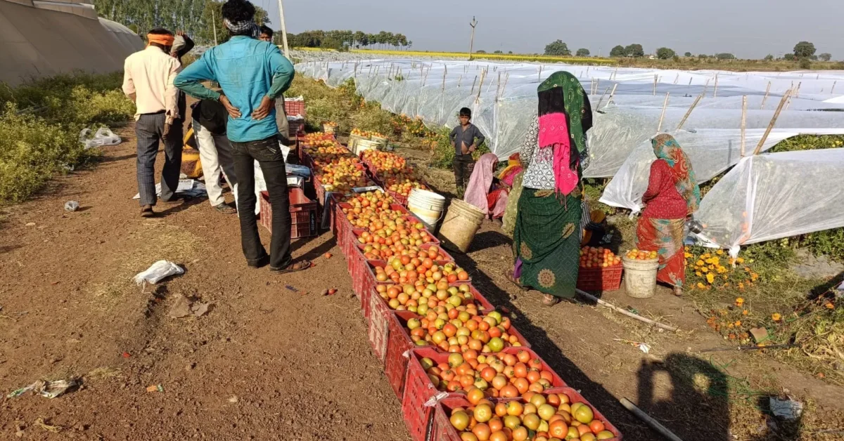 Agriculture - success - story: शिवपुरी - के - किसान - ने - बदली - अपनी