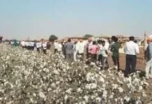 Maharashtra farmer success story