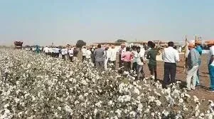 Maharashtra farmer success story