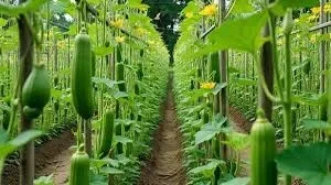 Sponge gourd early farming: अगेती तोरई की खेती से बंपर मुनाफा कमाने के लिए अपनाएं ये आधुनिक तकनीकें