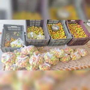 Apple ber farming ramnagar success