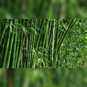 Bamboo farming lakhimpur kheri income