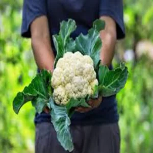 Bastar cauliflower farming profit story