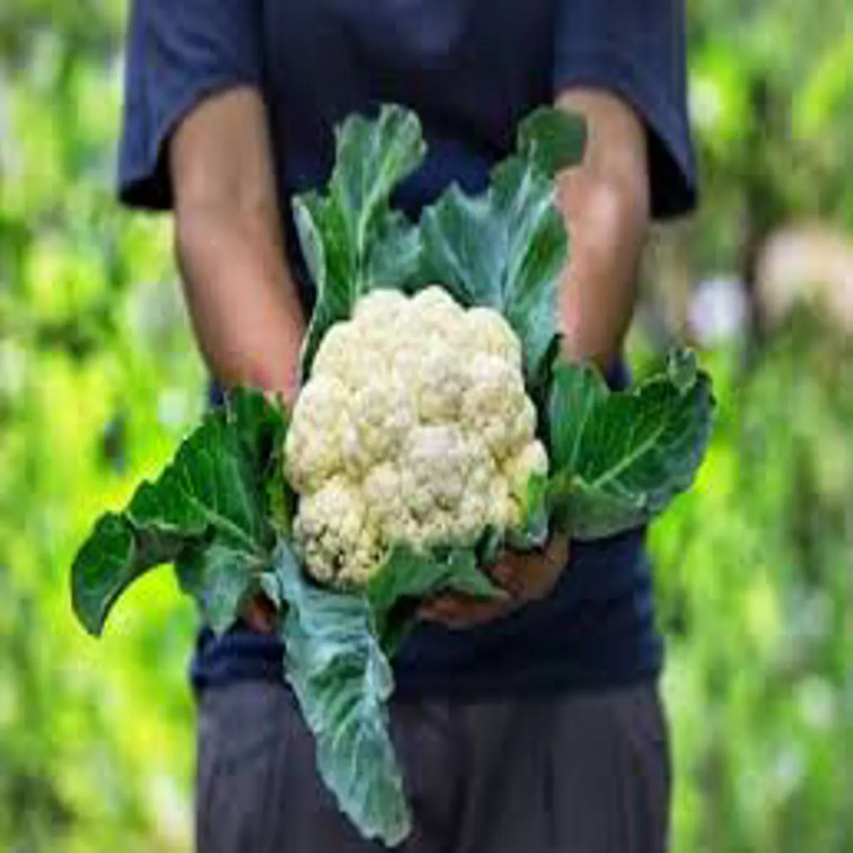 Vegetable cultivation success story vegetable cultivation