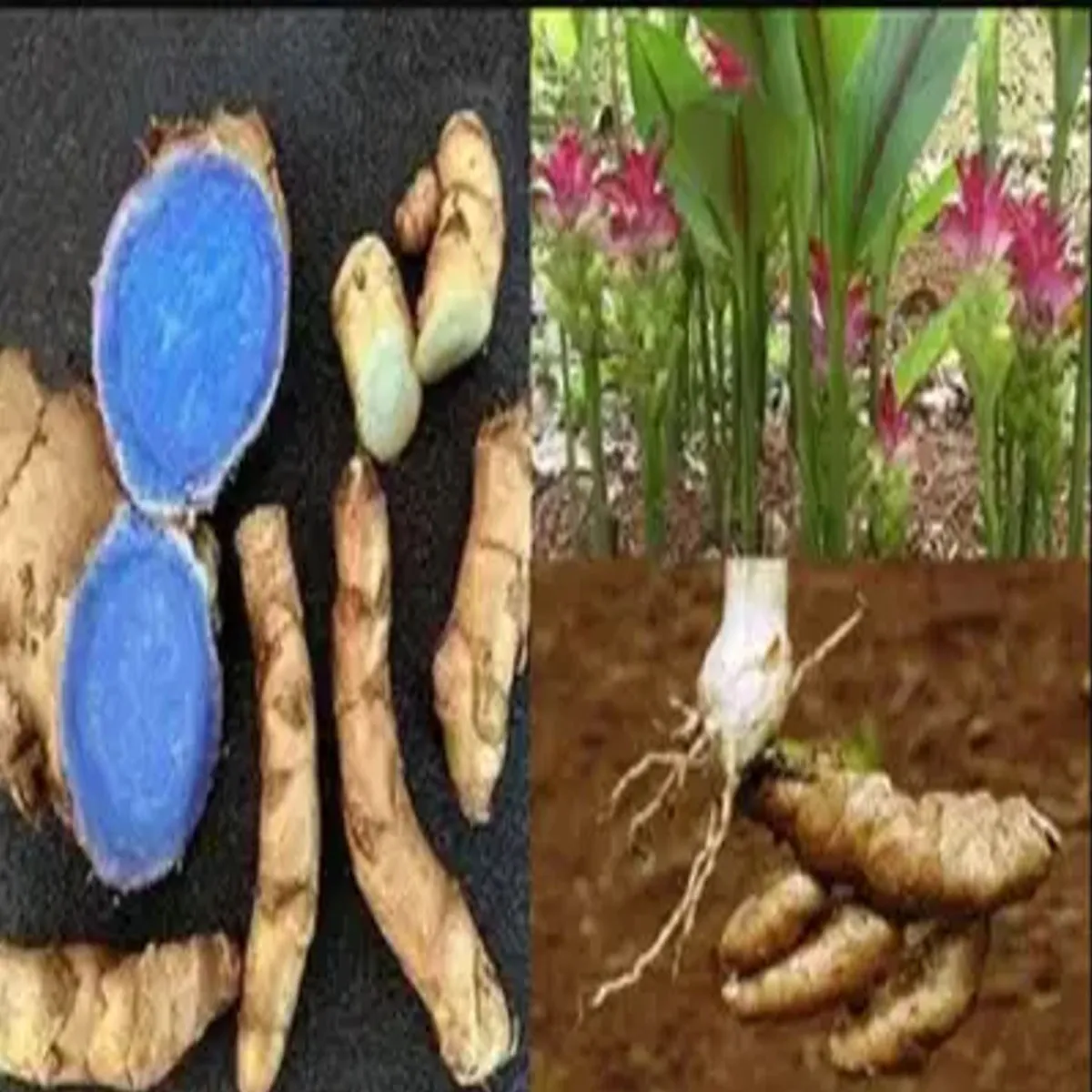 Blackturmeric blackturmeric lagt men munaphe nya
