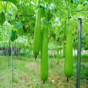 Bokaro bottle gourd farming profit