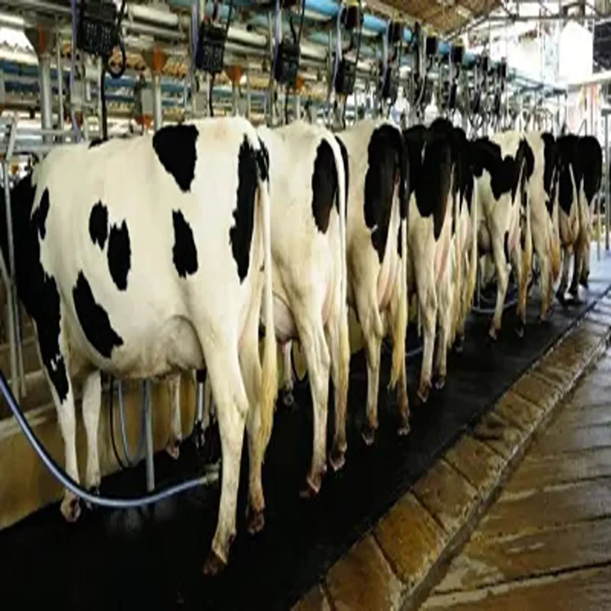 Dairyscheme dairyscheme chhttisgdh men kisanon deyri