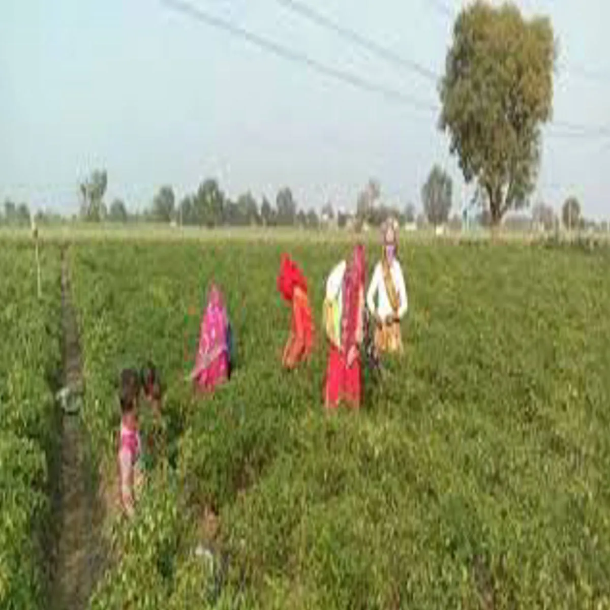 Chilifarming chilifarming drbhnga mhila kisan mehnt