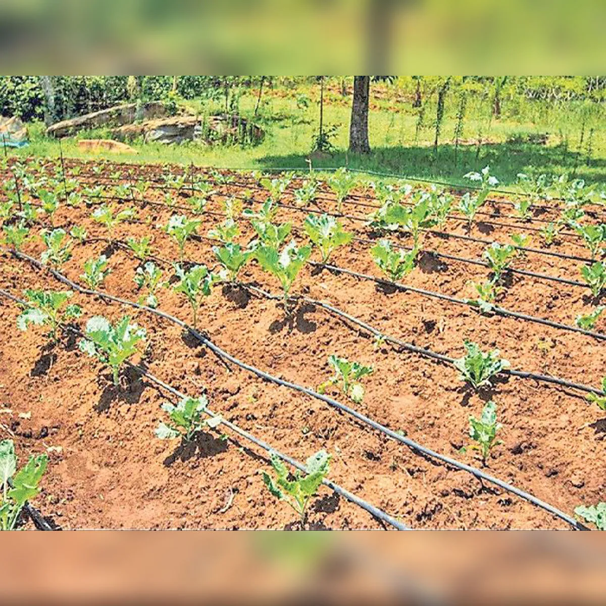 Dripirrigation dripirrigation jharkhnd men sukshm sinchaee