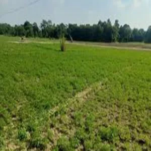 East champaran floriculture success