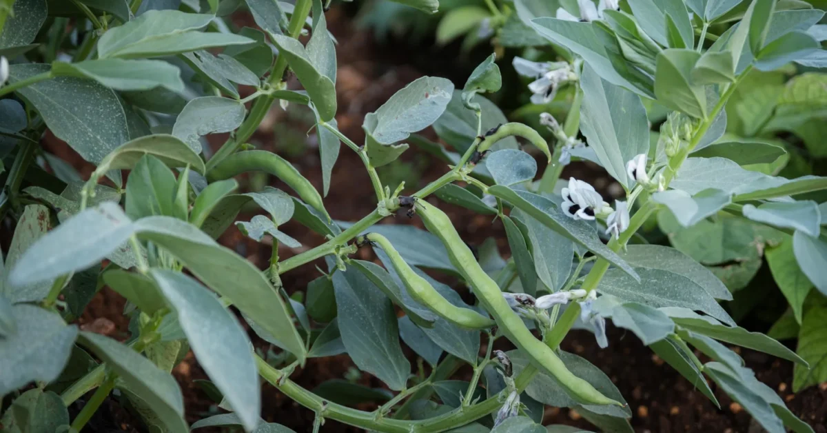 Arun - mahto’s - success - story: - बोकारो - के - किसान - की