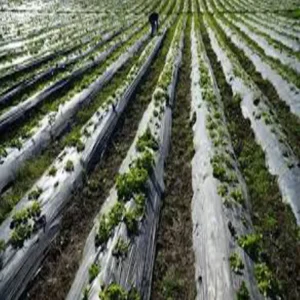 February intercropping vegetable farming profit