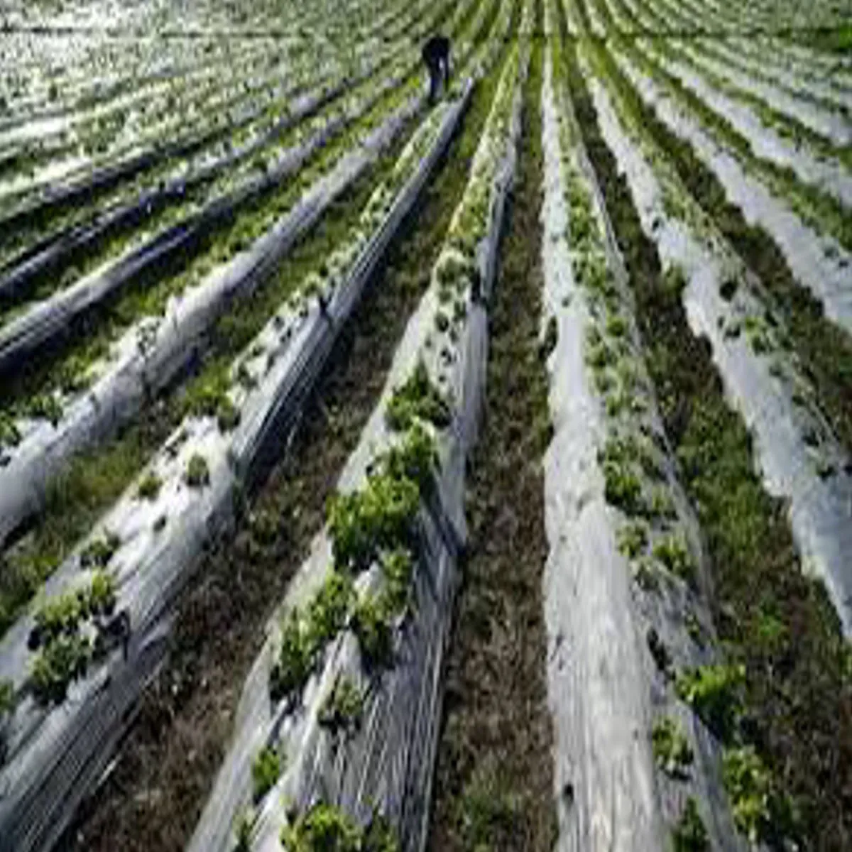 Vegetablefarming vegetablefarming phrvri men phsli sbjiyon