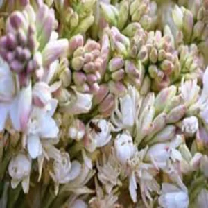 February tuberose farming income boost
