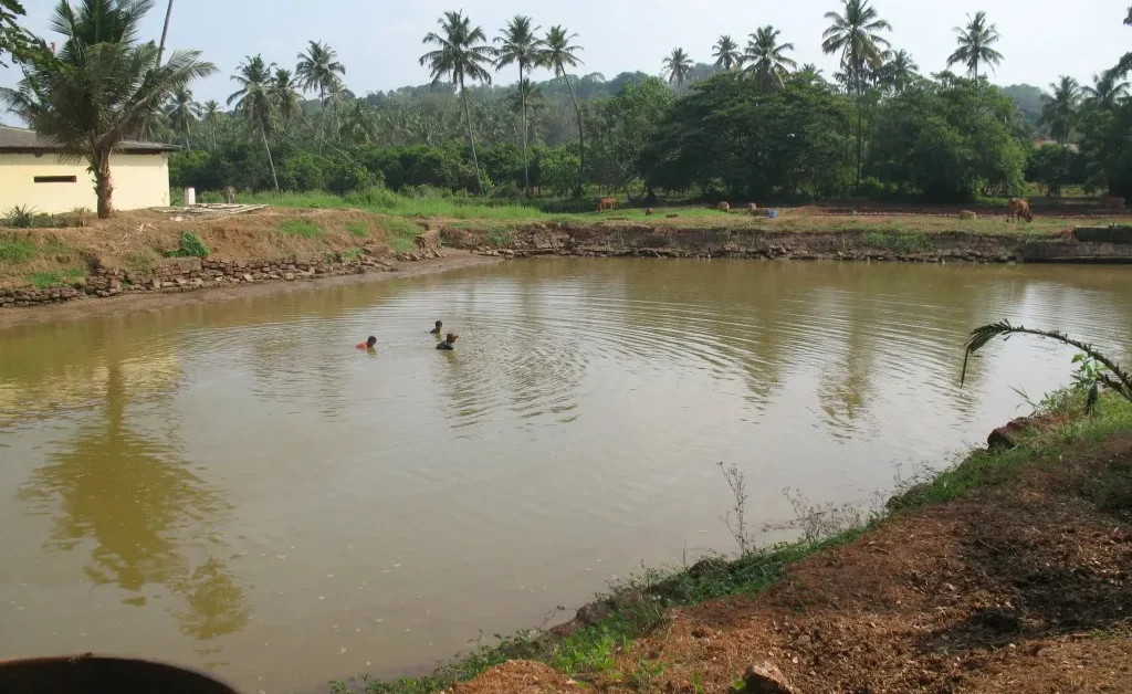 Fish - feed - – - वैज्ञानिक - आहार - प्रबंधन - से - मछली