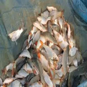 Gonda fish farming success story